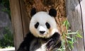 熊猫“旦旦”即将从日本回国，盘点日本人与熊猫的渊源