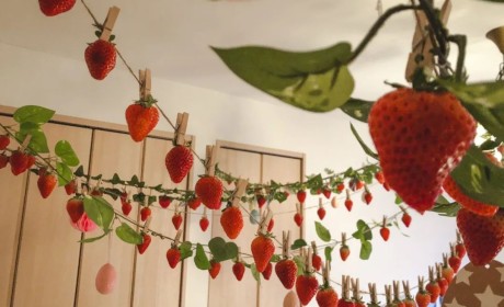 苦中作乐！疫情下的日本网友脑洞大开，在家摘起了草莓！