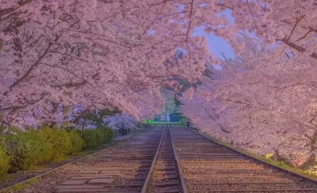 日本樱花季进入尾声，快来看看这波美景吧