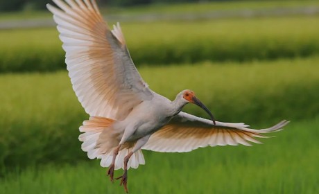 代表日本的“神鸟”，却在日本灭绝了