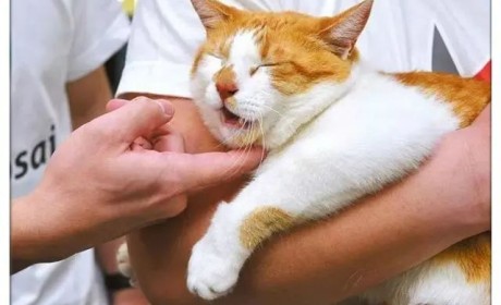 日本一只橘猫因为妨碍公务，被人举报后逮捕，确认无罪后释放