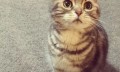 这只日本小猫自带卧蚕，把网友萌到老泪纵横：“猫会有的，猫粮也会有的”…