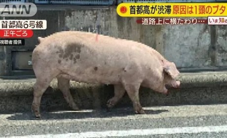 今年夏天日本热出新高度，猪乱窜，鹿乱躲！