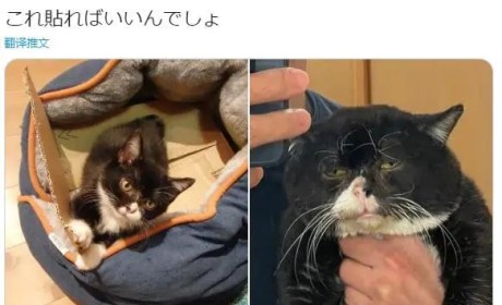 日本网友的小奶喵成长对比照片，气质太多变了…