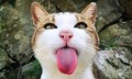 日本的这些撸猫圣地，简直是爱猫人士的乐园啊！