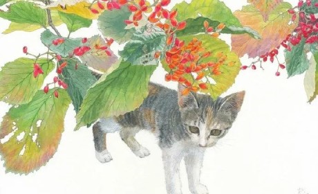 日本大型俳句吸猫现场：猫的恋爱，猫的生活百态尽收眼底