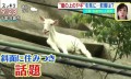 日本只母山羊赖在铁路护坡上成了网红，网友大呼可爱！