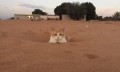 日本妹子嫁到阿联酋，在5万平米的沙漠“后院”里养猫养骆驼是怎样的体验？