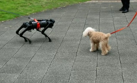 日本教授和机器狗的赛博朋克日常