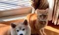 日本网友家的柴犬疯狂掉毛，铲屎官苦中作乐的日常